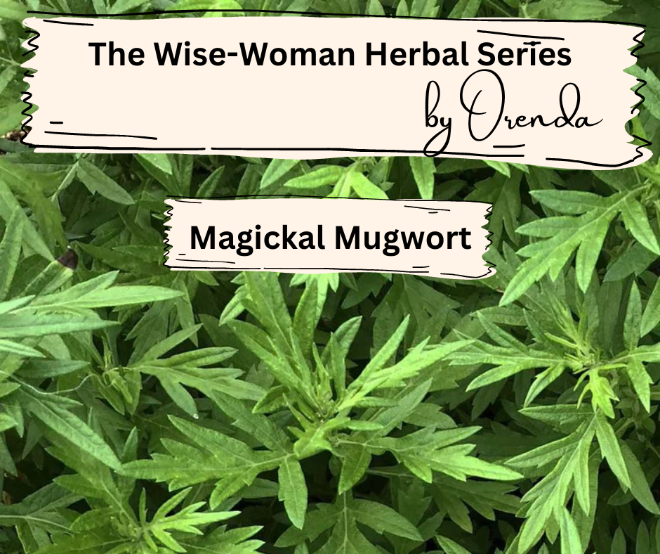 The Wise-Woman's Herbal Series - Mugwort